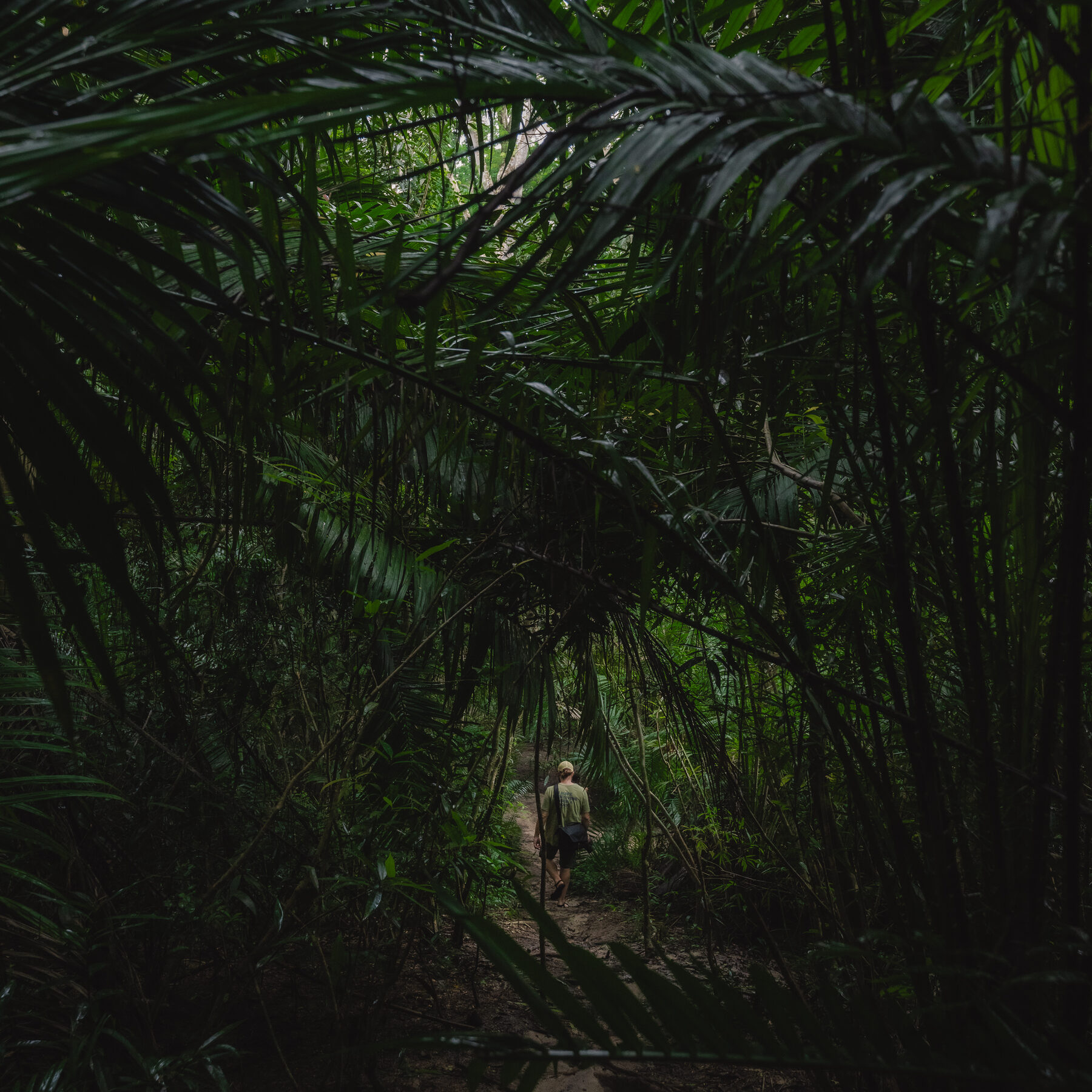 A shaded tropical path