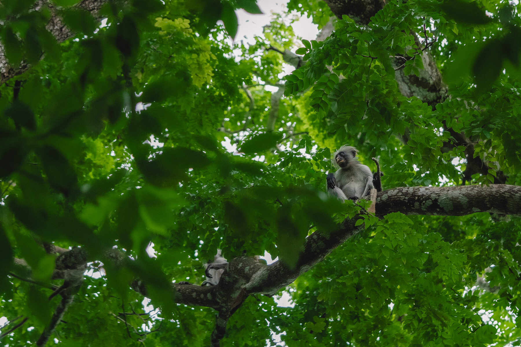 A monkey resting in the green forest canopy