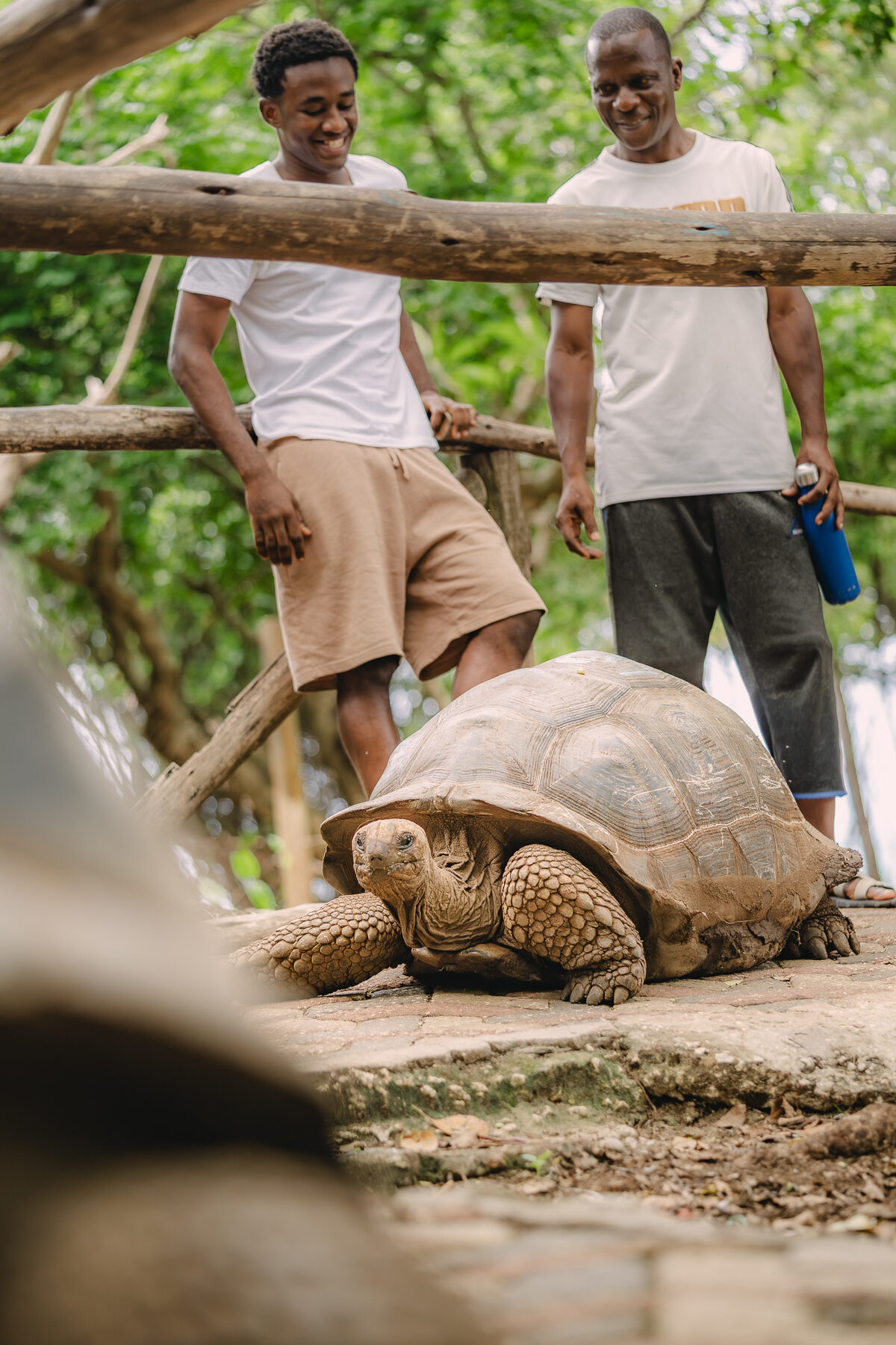 A giant tortoise encountered on an island visit
