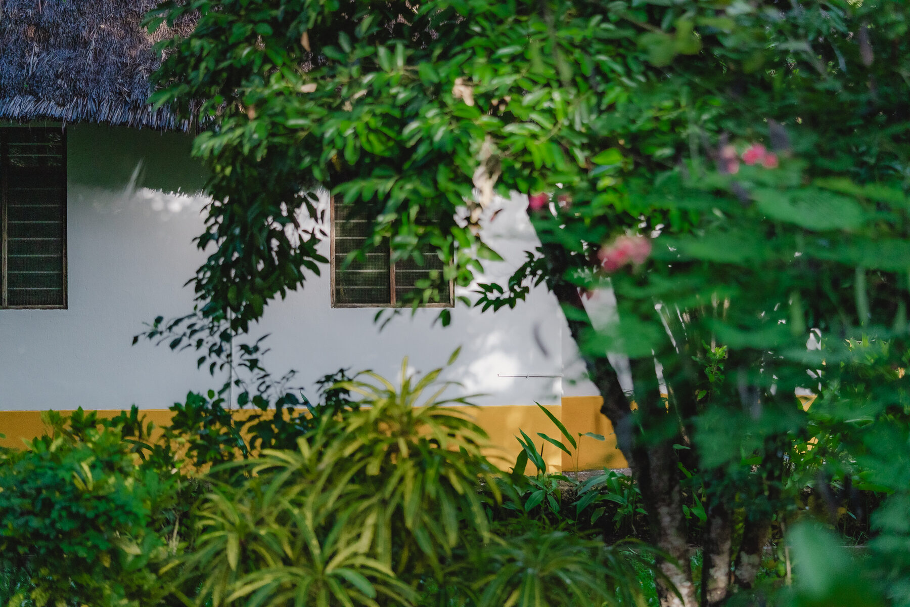 Thatched bungalows nestled among mature tropical trees